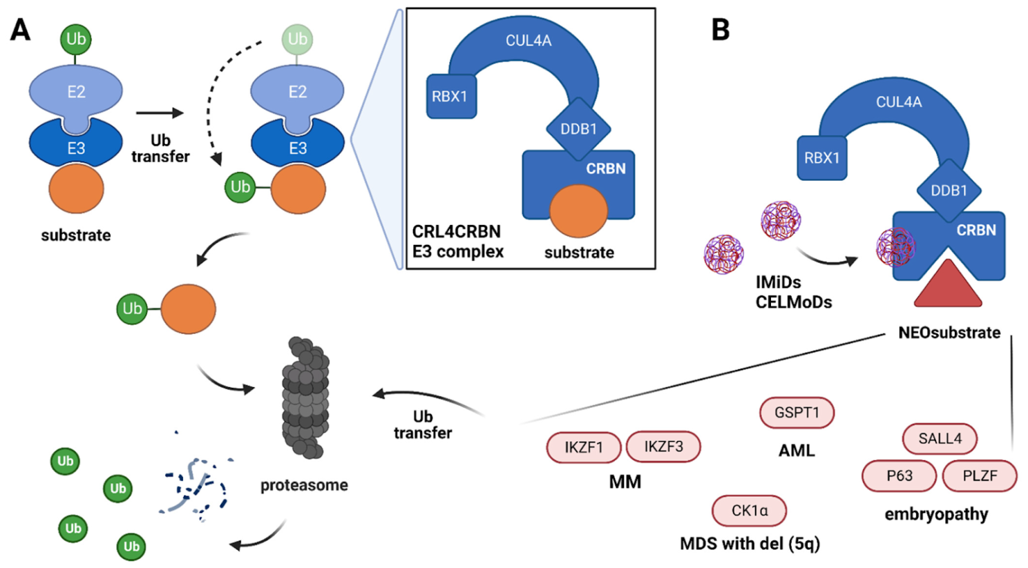 The ubiquitination process via CRL4CRBN E3 ligase complex