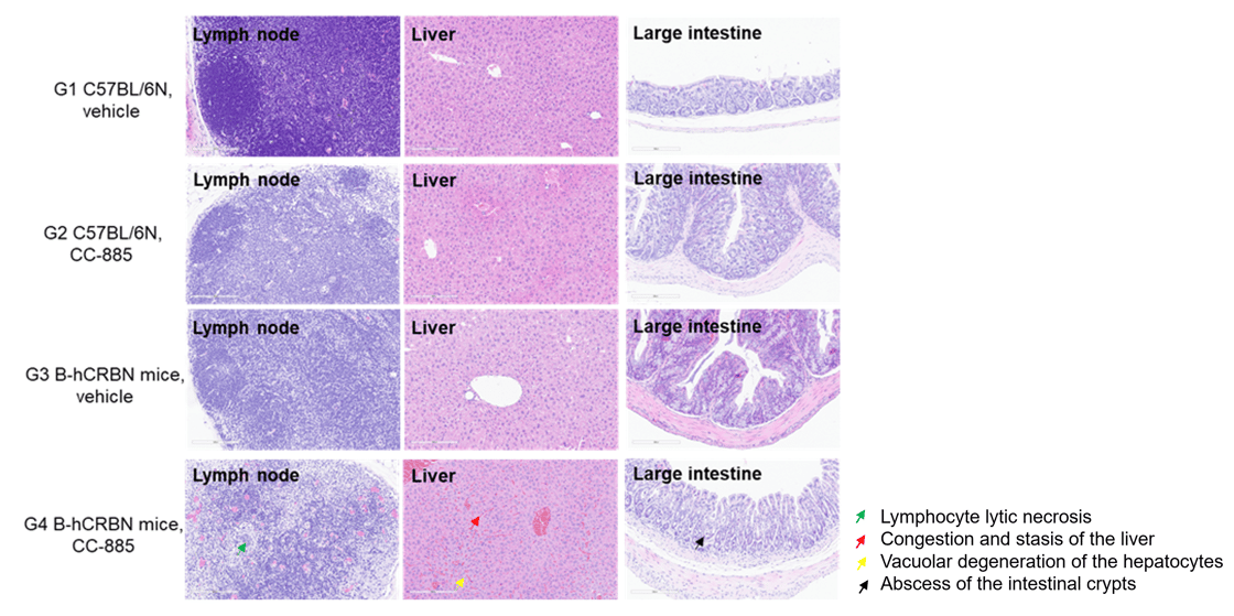 Histopathological analysis of lymph node, liver, and colon tissues from wild-type and B‑hCRBN mice treated with CC‑885 or vehicle
