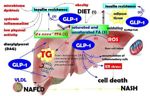 Metabolic features induced by GLP-1 analogues