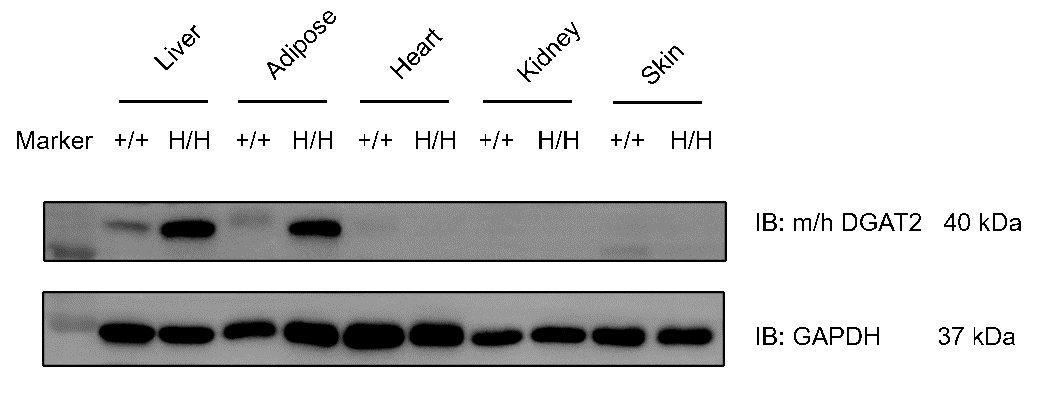 Protein Expression in Humanized DGAT2 Mice