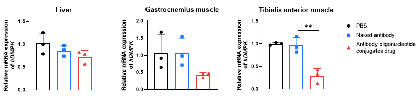The inhibitory efficiency of the AOC drug against human DMPK in heterozygous B-hTFR1/hDMPK mice. 