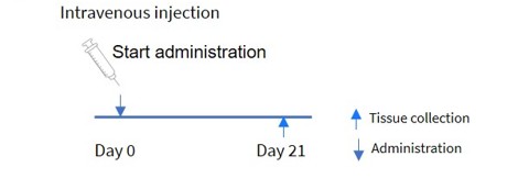  Inhibitory efficiency of oligonucleotide drugs in hemizygote B-Tg(hPMP22) mice