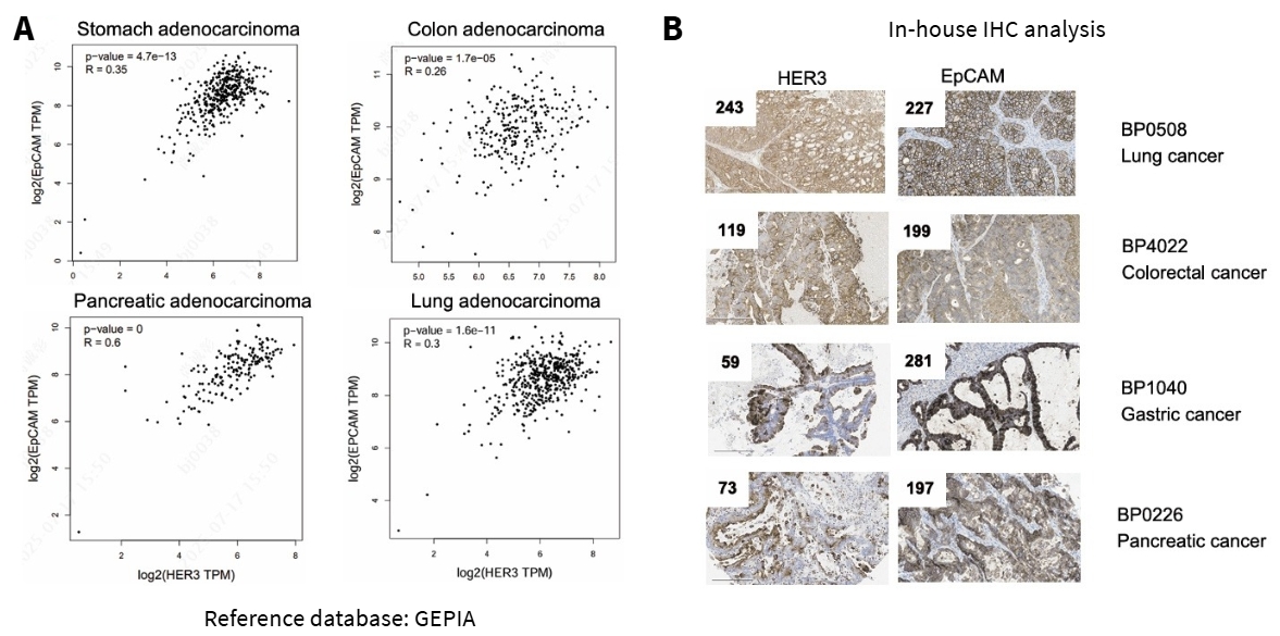 Co-expression of HER3 and EpCAM in multiple major cancer types.