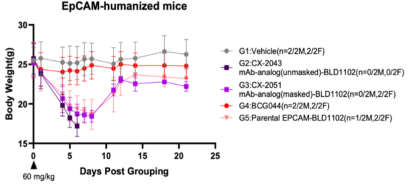 BCG044 stable body weight suggesting reduced EpCAM-associated toxicity in EpCAM humanized mice.