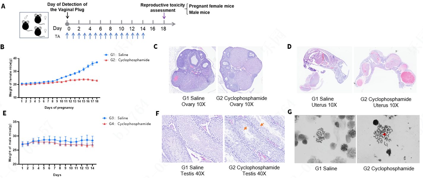 Reproductive Toxicity in TL1A/IL23A/IL12B Humanized Mice