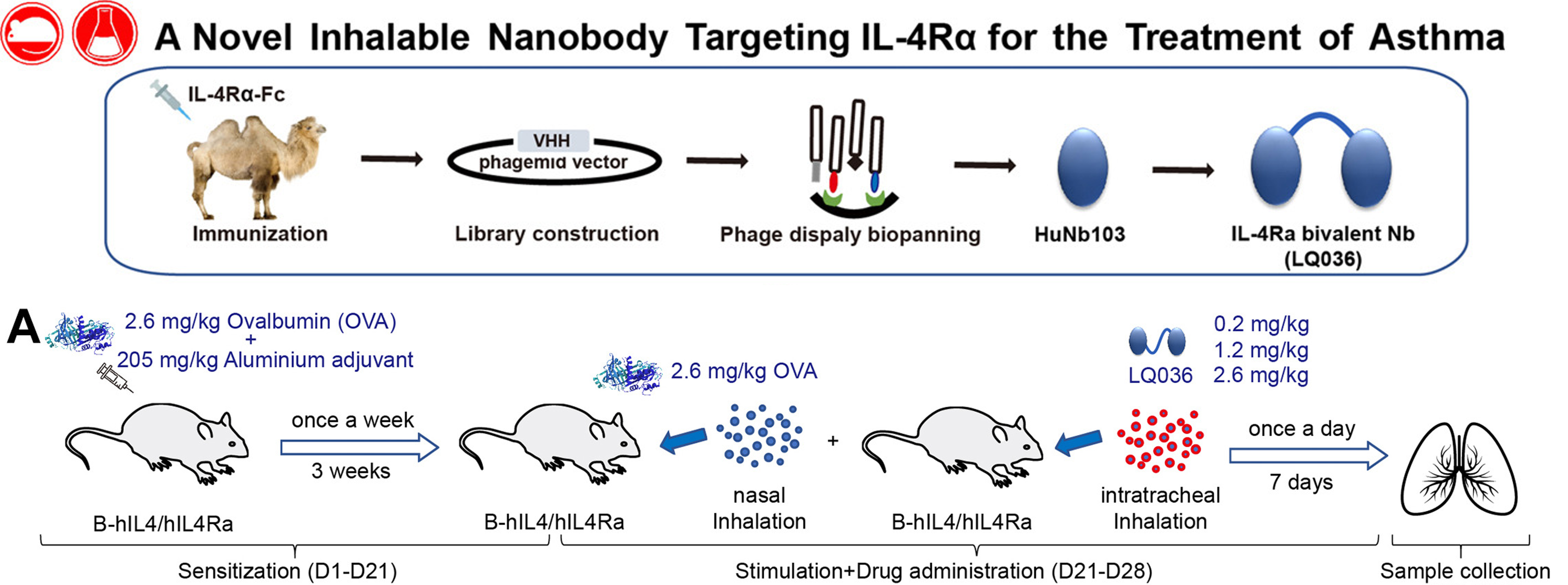 Repeat-Dose Toxicity Evaluation of Asthma Drug in IL4/IL4Rα Humanized Mice