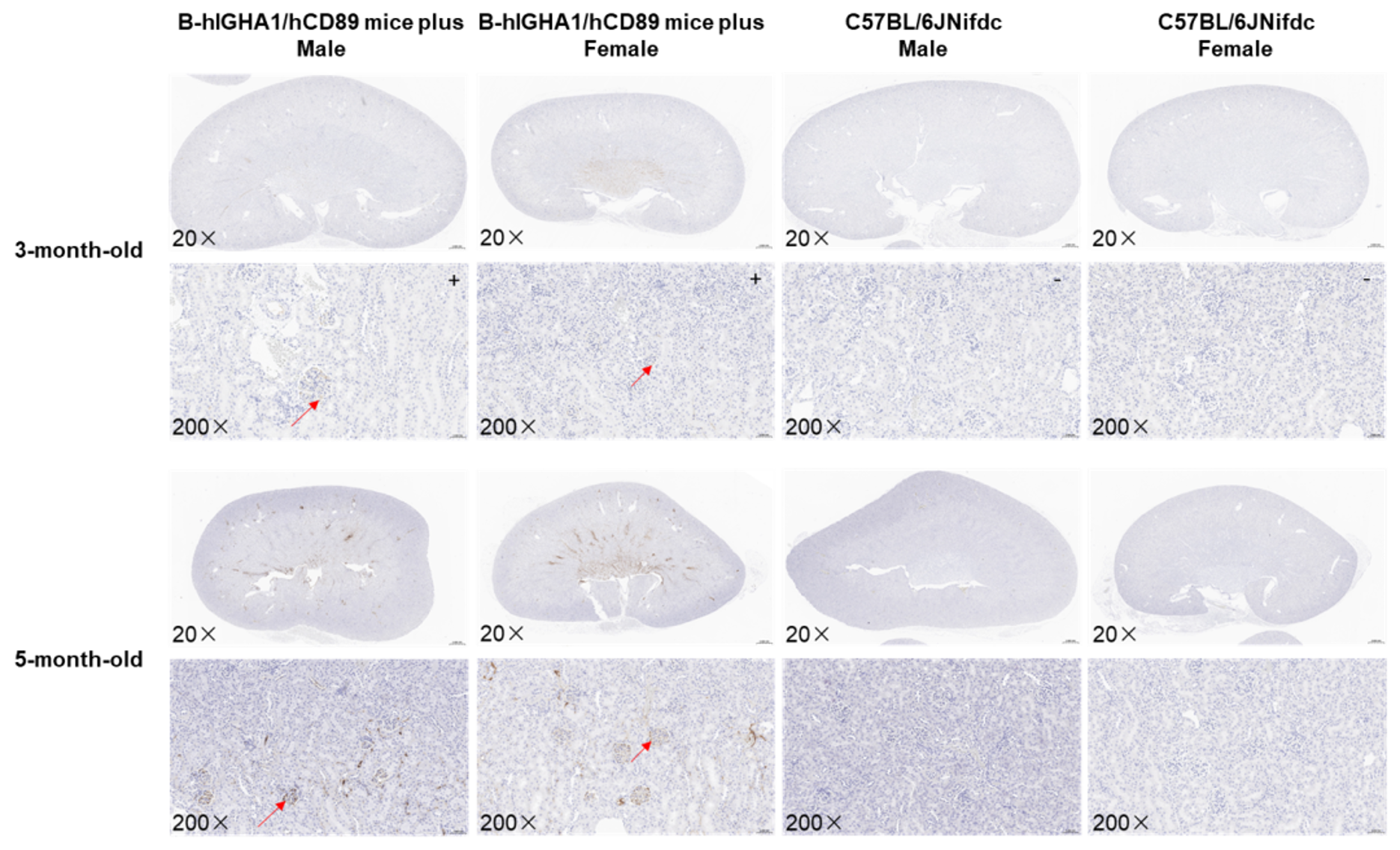 Analysis of glomerular IgA deposition in B-hIGHA1/hCD89 plus mice.