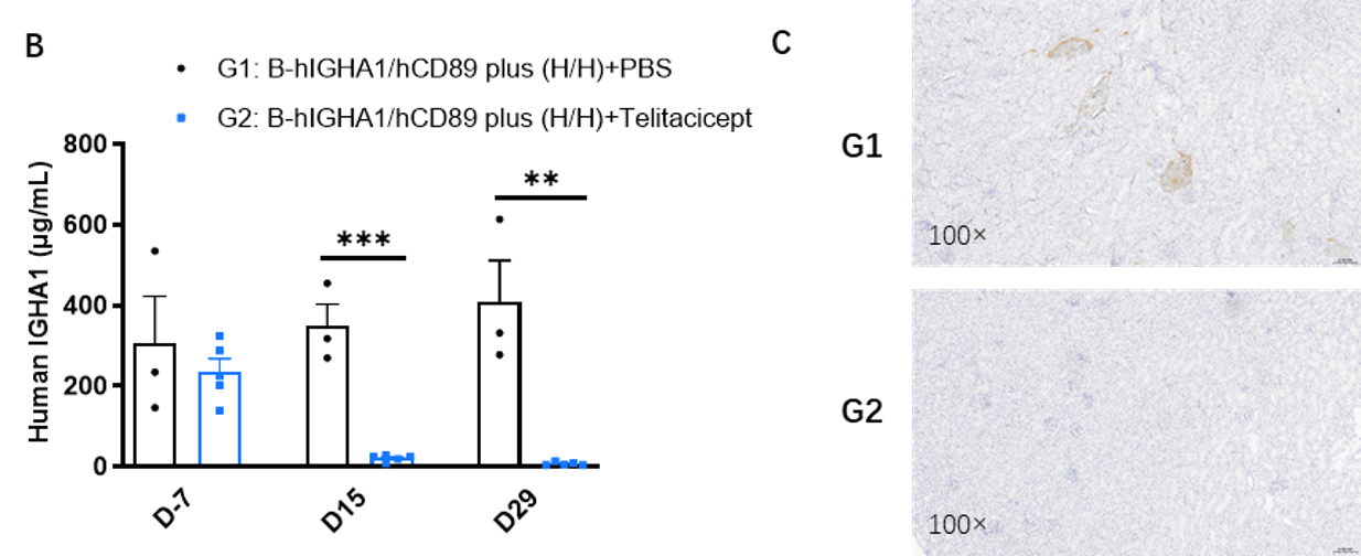 Inhibitory effect of telitacicept on human IGHA1 in B-hIGHA1/hCD89 plus mice. 