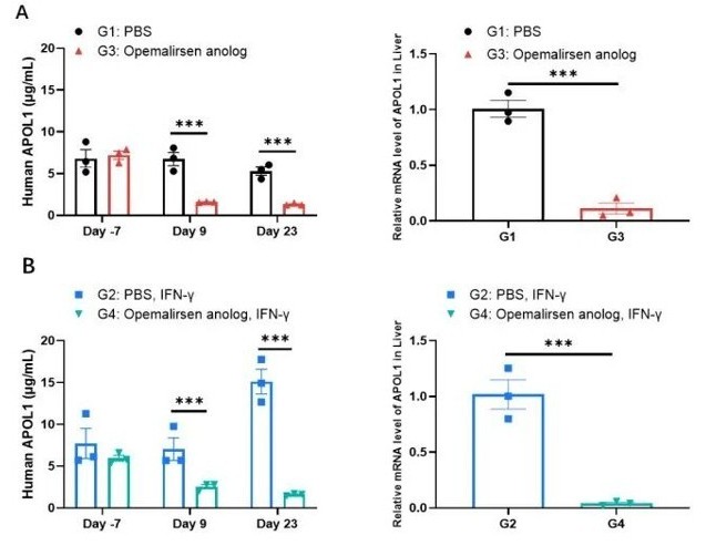 Inhibitory effect of an APOL1-targeting nucleic acid therapeutic in homozygous B-hAPOL1-G1 mice. 