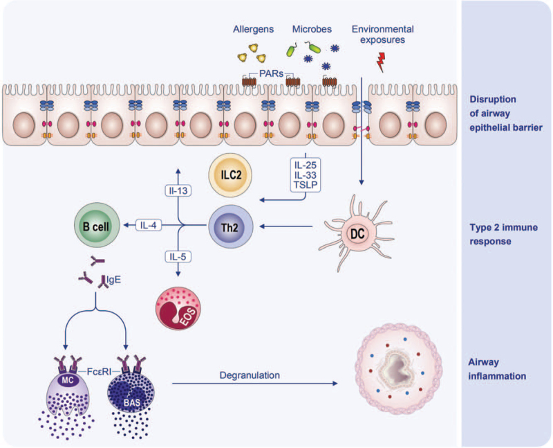 type 2 inflammatory cascade asthma