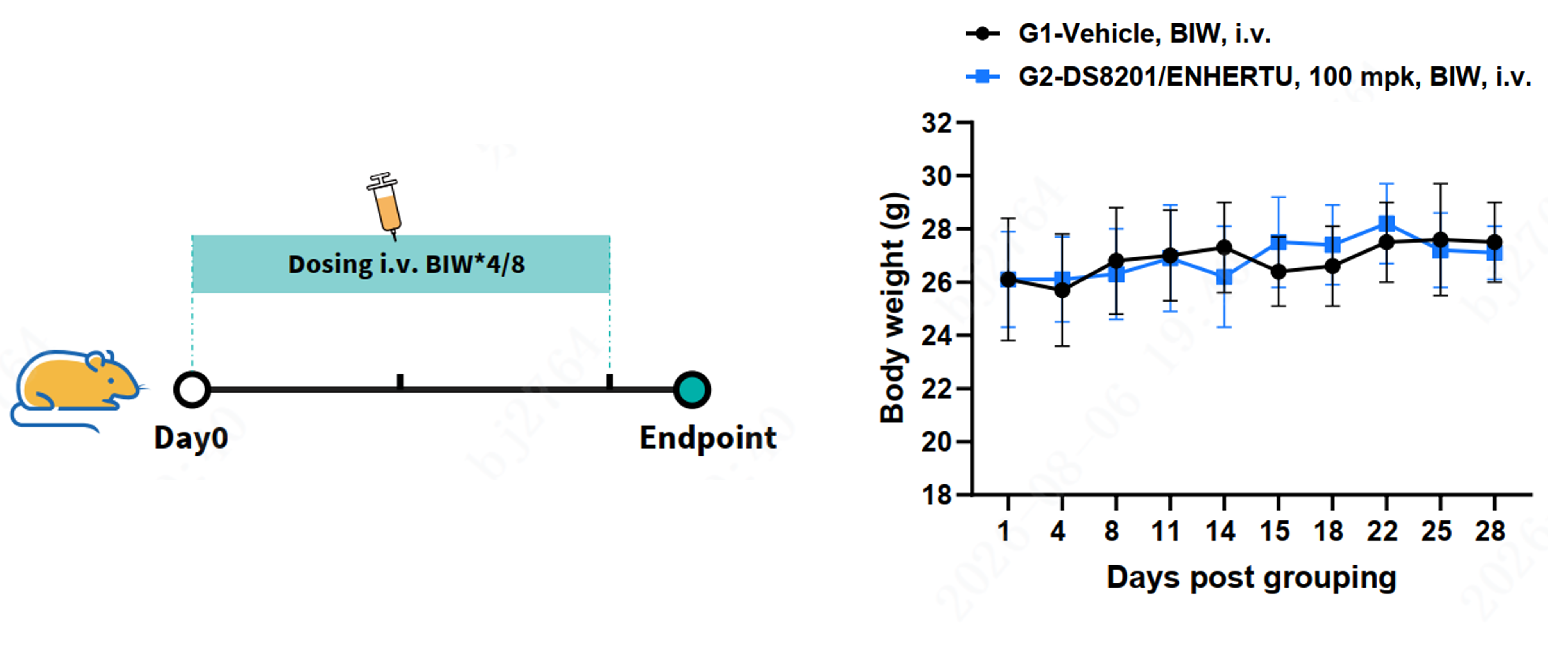 In Vivo Safety Assessment of DS-8201/ENHERTU in B-hHER2 Mice.