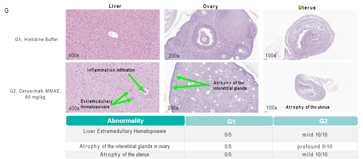 Reproductive and Hepatic Toxicity of Cetuximab-MMAE in B-hEGFR Mice. 