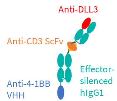 BCG024: DLL3 × CD3 × 4-1BB Trispecific TCE