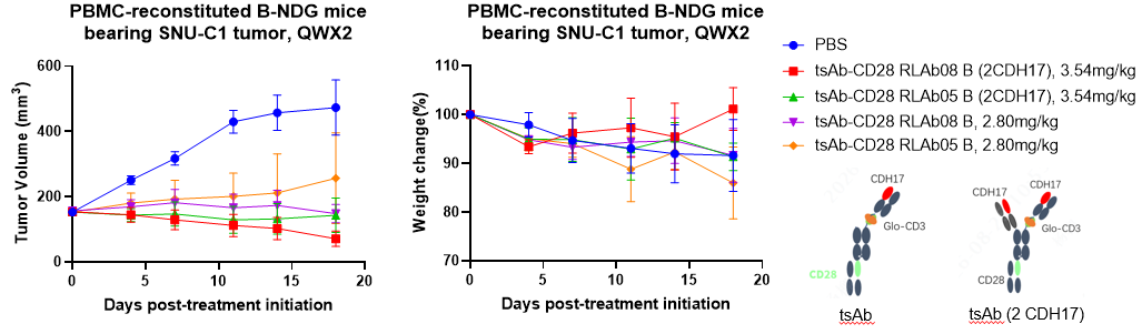 CD3 × CD28 × dual-CDH17 TCE shows enhanced in vivo antitumor efficacy