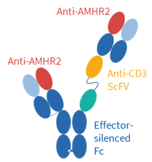 Biocyotgen CRB2104: AMHR2 × CD3 TCE