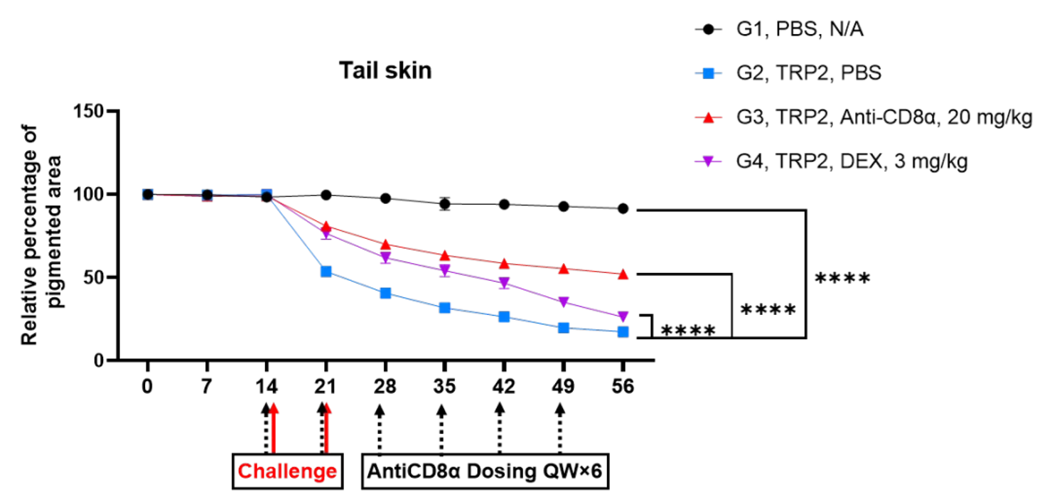 Cetuximab-MMAE Reveals Increased Toxicity in B-hEGFR Mice.