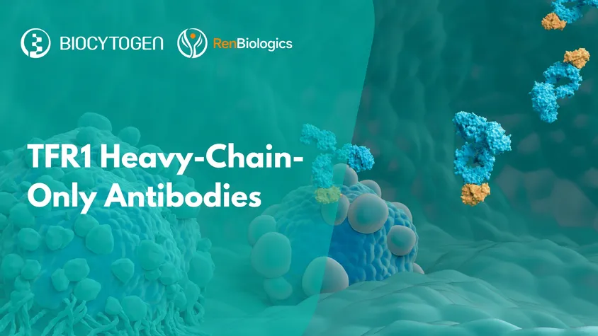 TFR1 Heavy-Chain-Only Antibodies: Innovating Cancer Therapy & Brain Drug Delivery