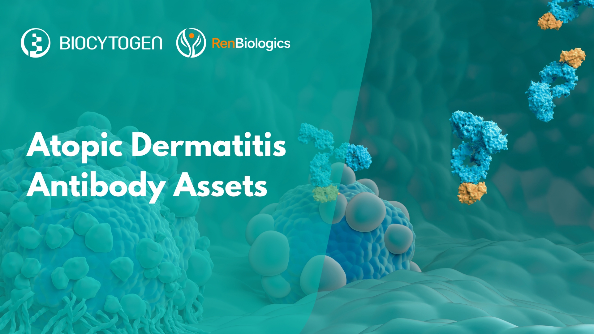 Speed Up Atopic Dermatitis Drug Development with Biocytogen&rsquo;s Fully Human Antibody Innovations