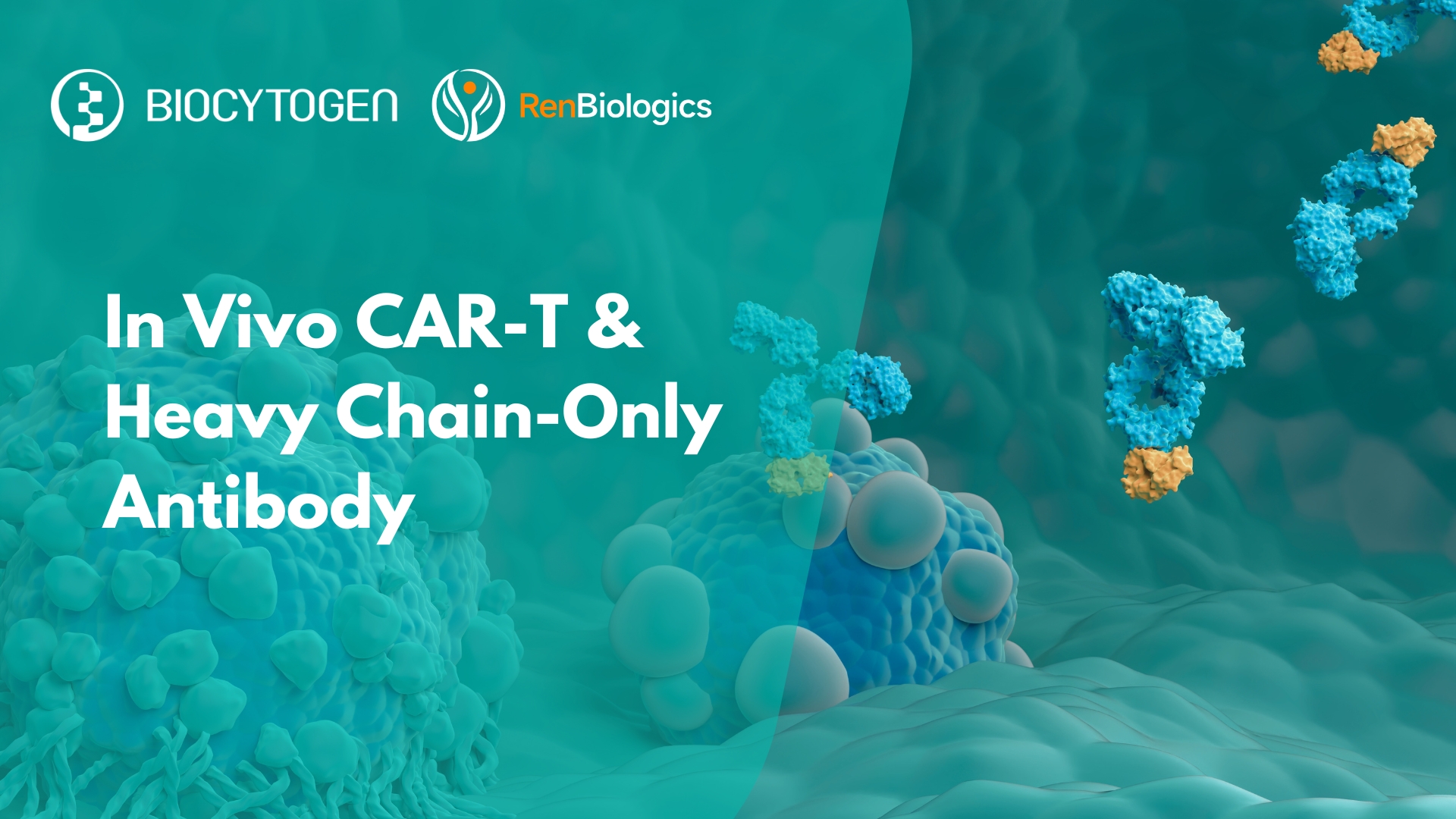 In Vivo CAR-T and HCAbs: A Powerful Duo Advancing Cancer Therapy Innovation
