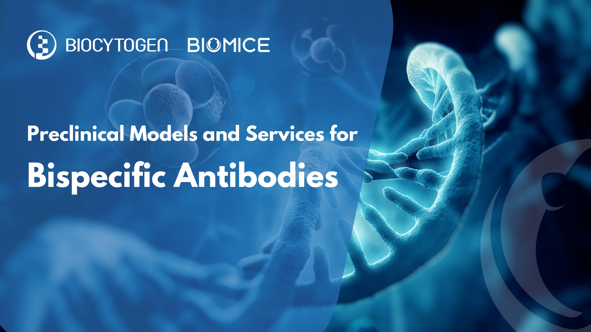 Bispecific Antibodies: Bridging the Next Generation of Therapeutic Innovation