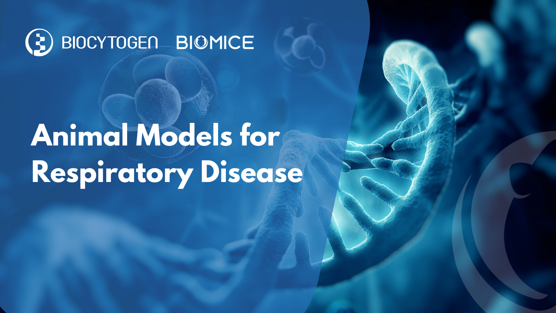 Gain a New Edge in Respiratory Disease Research with Biocytogen&rsquo;s Advanced Models