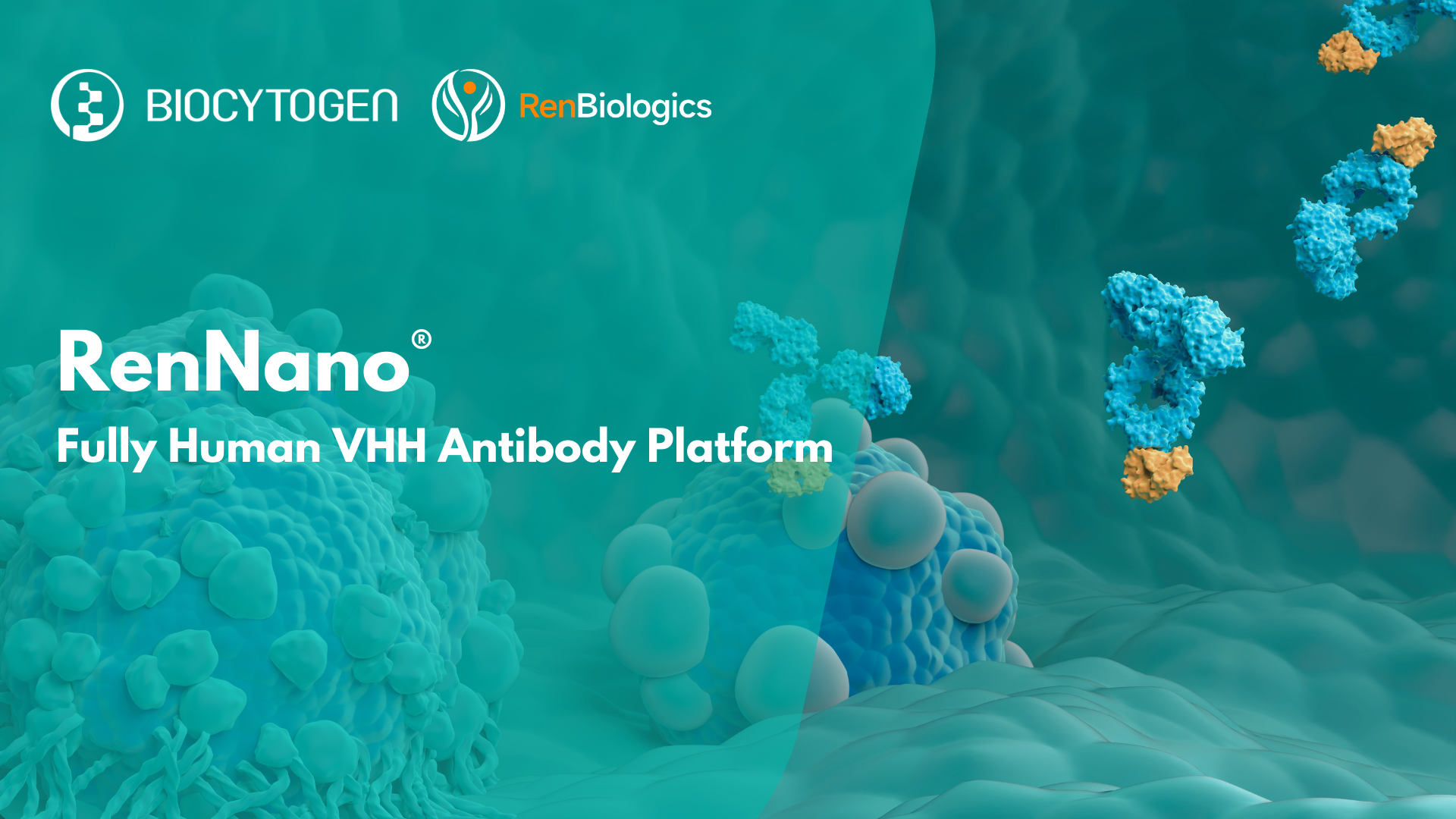 RenNano&reg; by Biocytogen: Fully Human VHHs Enabling Next-Gen Antibodies, ADCs, and Cell Therapies