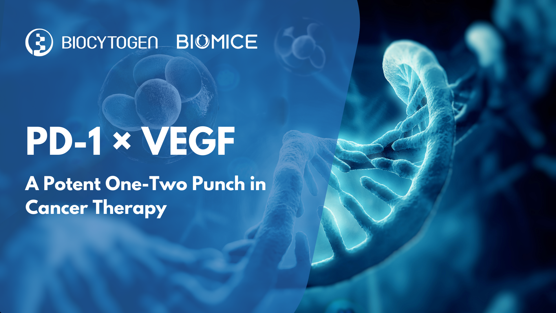 PD-1 &times; VEGF Dual Targeting: A Potent One-Two Punch in Cancer Therapy