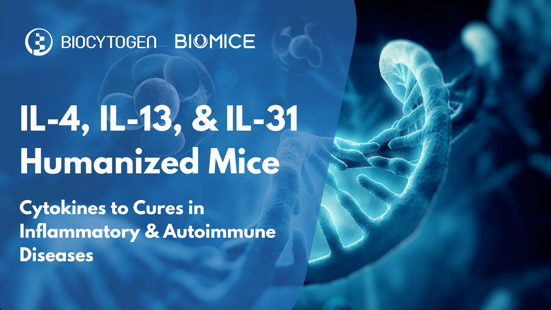 From Cytokines to Cures: Unveiling the Role of IL-4, IL-13, and IL-31 in Inflammatory & Autoimmune Diseases