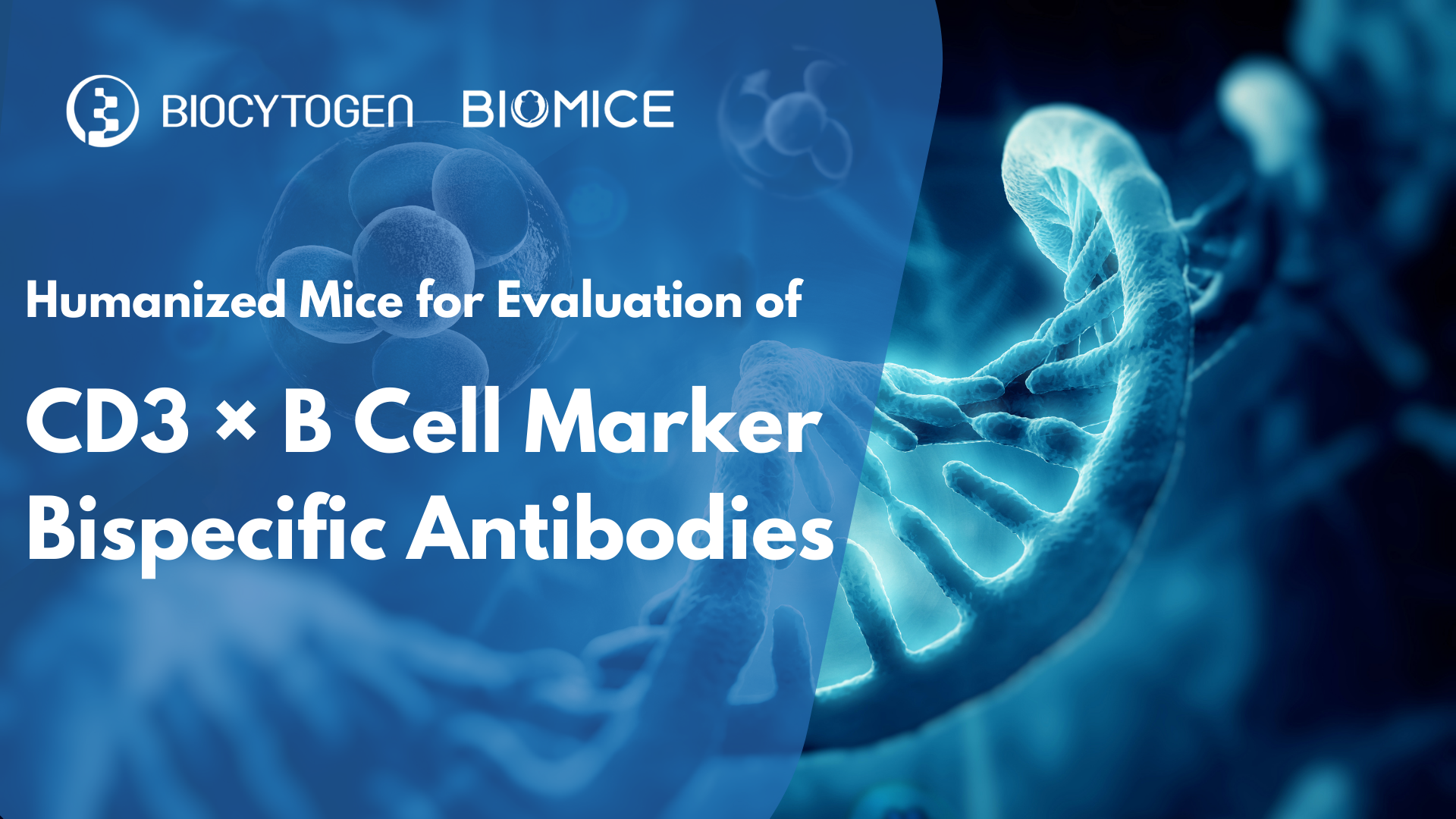 Unlocking the Power of CD3 &times; B Cell Bispecific Antibodies with Humanized Mouse Models in Autoimmune Disease