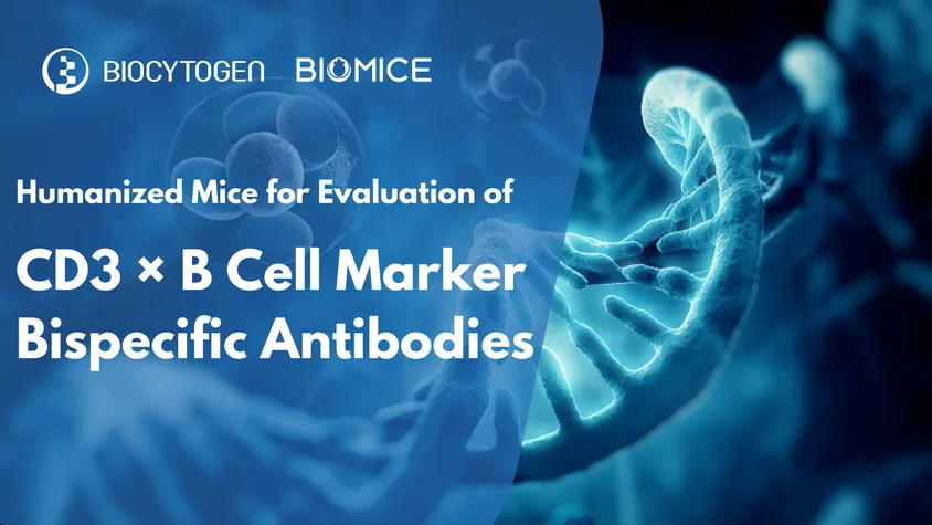 Unlocking the Power of CD3 × B Cell Bispecific Antibodies with ...