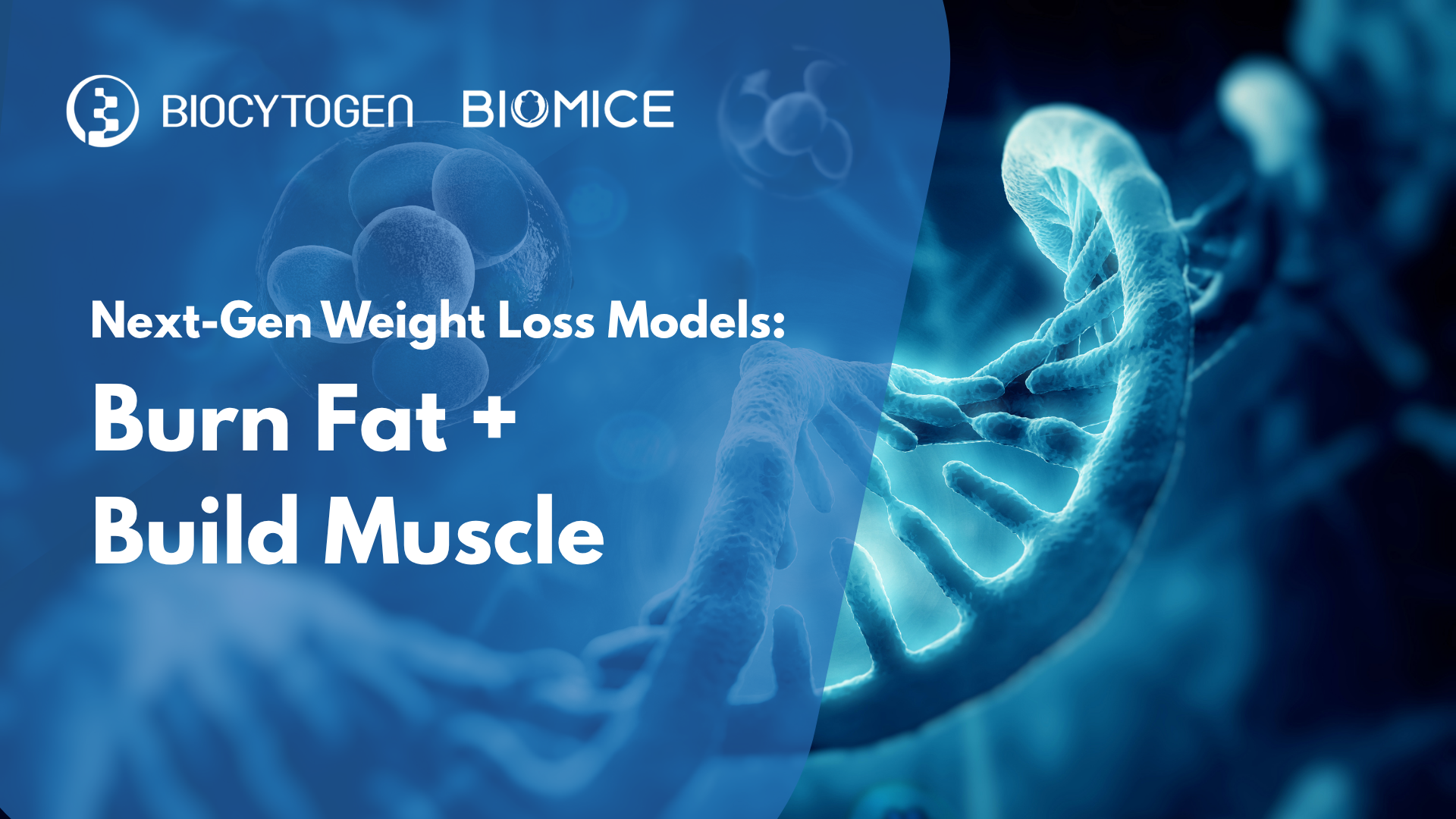 From Fat Burn to Muscle Build: The Future of Obesity Medications beyond GLP-1