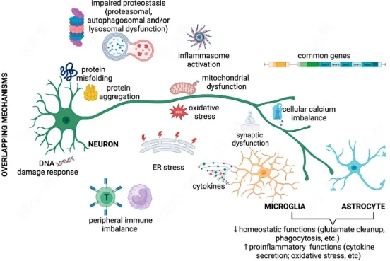 破壁神经疾病治疗困局：从复杂病理机制到靶向疗法临床转化