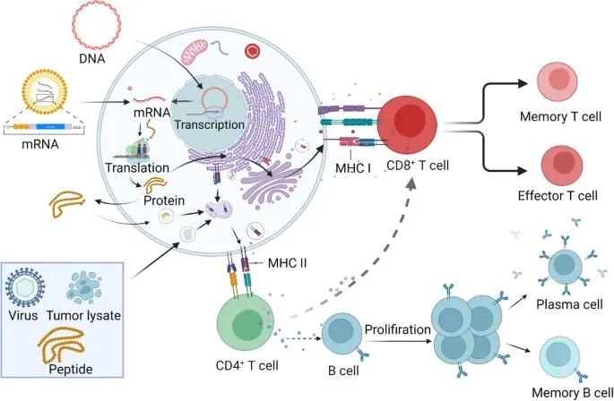 肿瘤疫苗破局之道，HLA-A11.1瞄准亚洲精准治疗路径