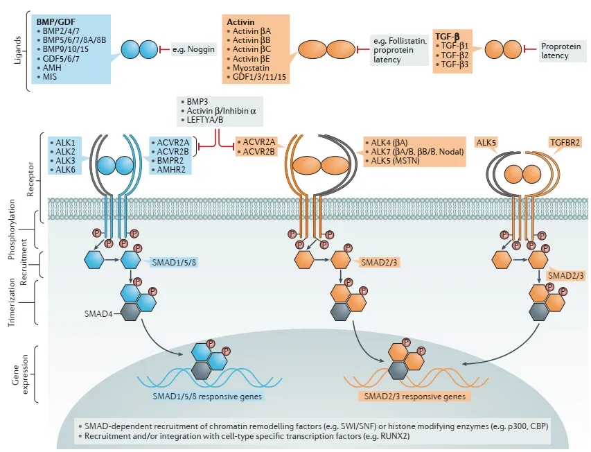 减脂不减肌！从GLP-1到ActRII，减肥药迎来&ldquo;质量革命&rdquo;
