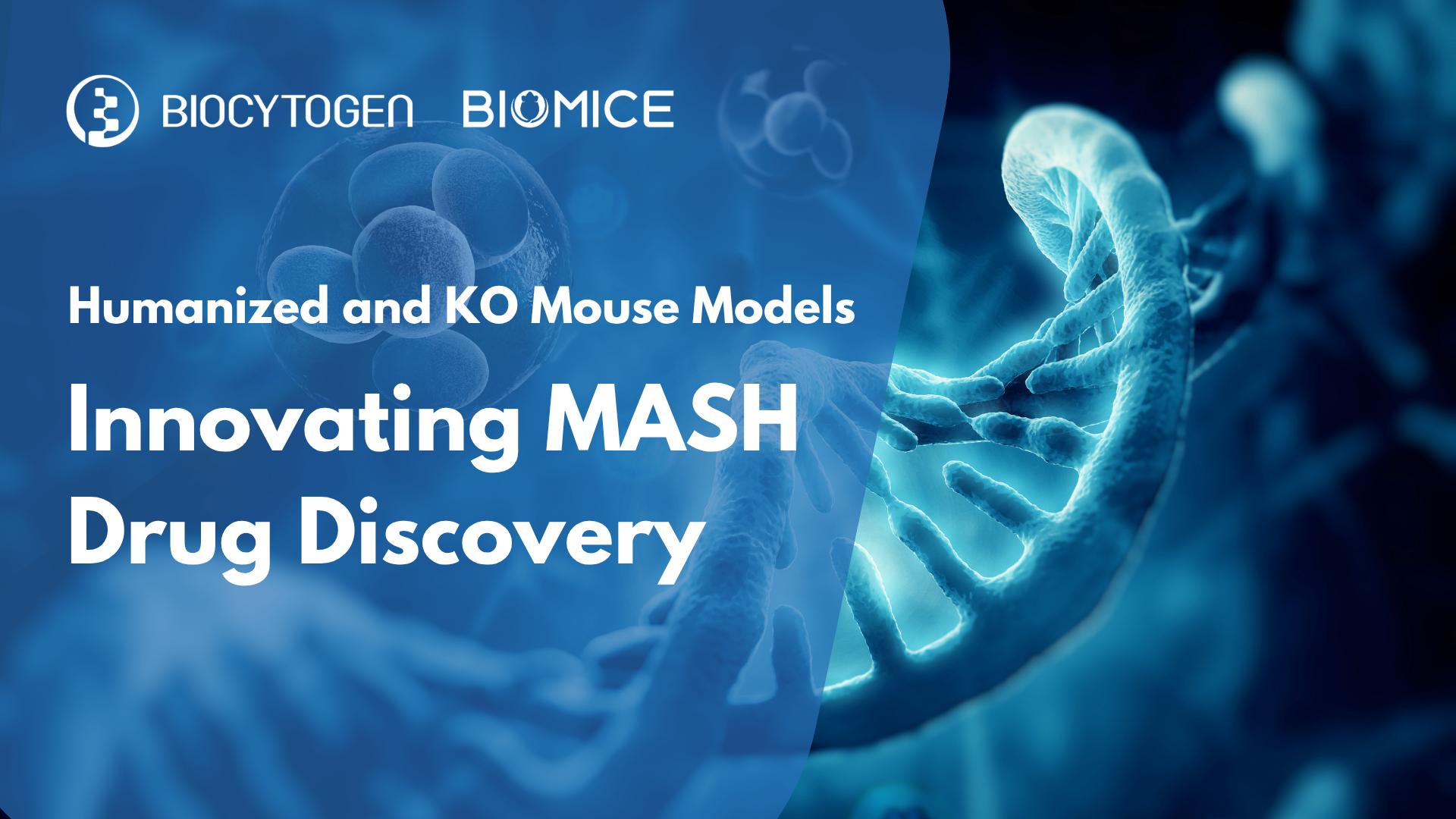Biocytogen&rsquo;s MASH Models: Accelerating Therapeutic Discovery in Metabolic Liver Disease