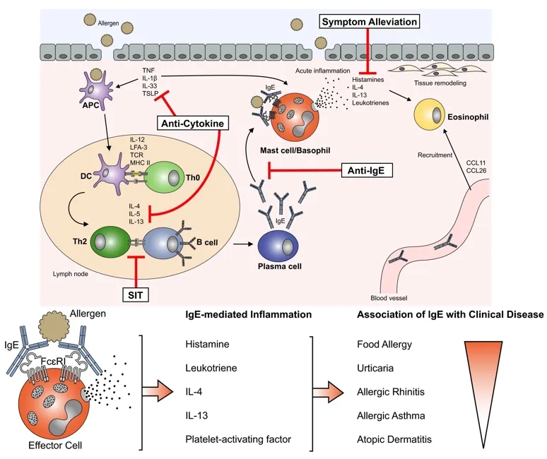 【世界过敏性疾病日】解锁过敏的真相，向所有的&ldquo;敏敏&rdquo;说bye-bye