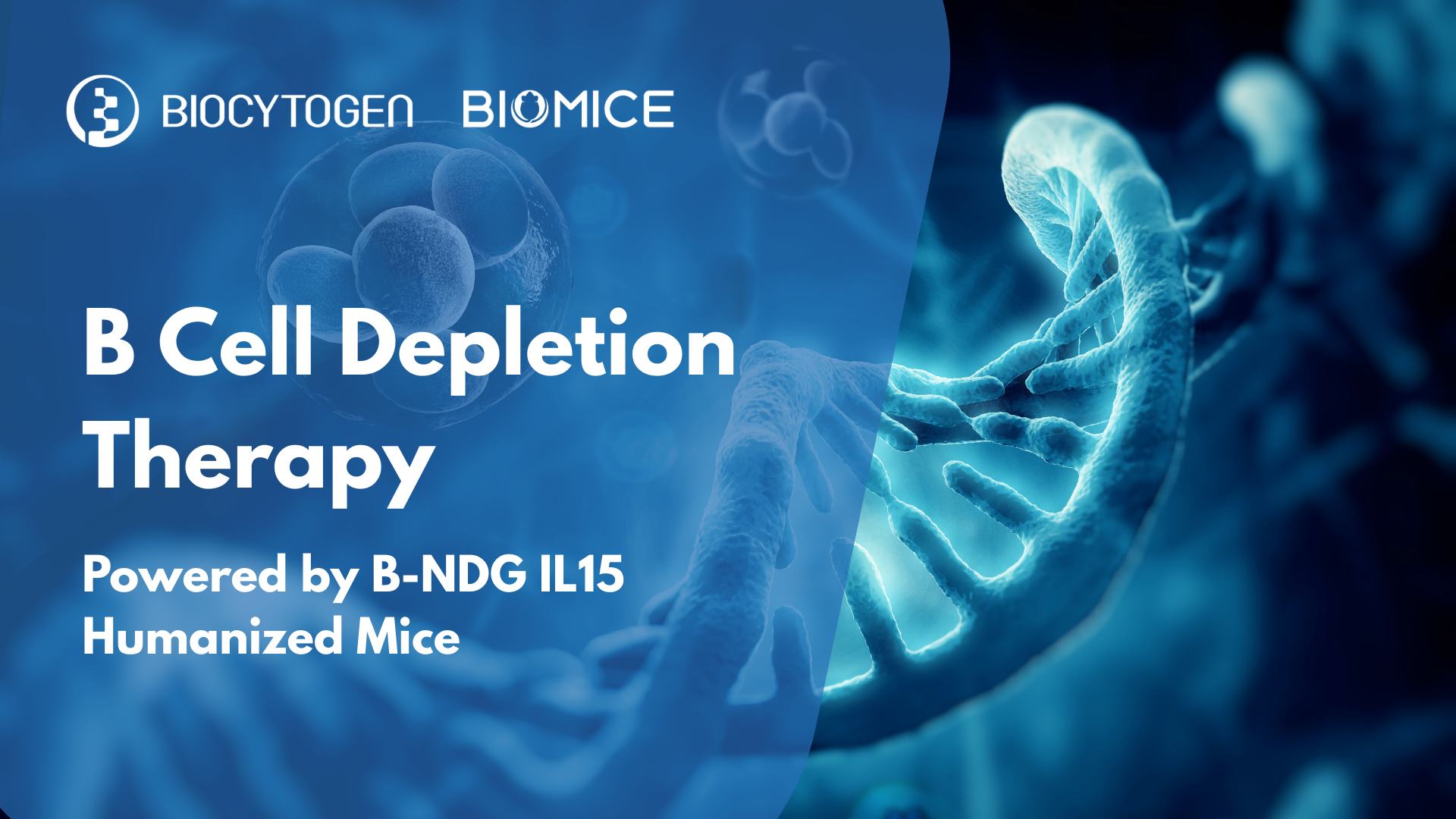 Targeting B Cells in Autoimmunity: Depletion Therapies Powered by IL15 Humanized B-NDG Mice