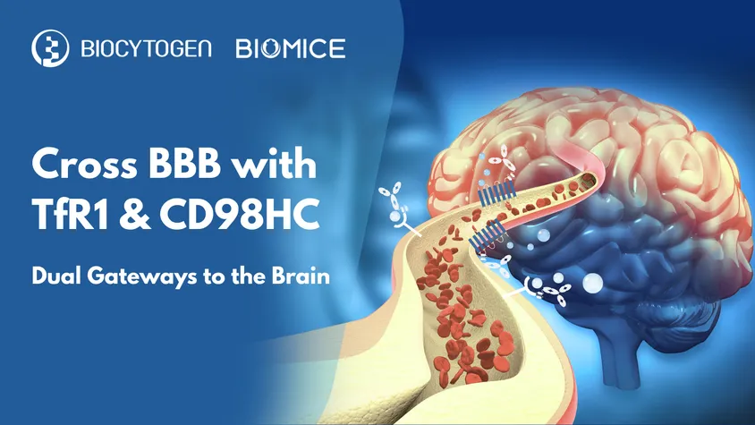 Breaking Barriers: TfR1 and CD98HC as Dual Gateways to the Brain