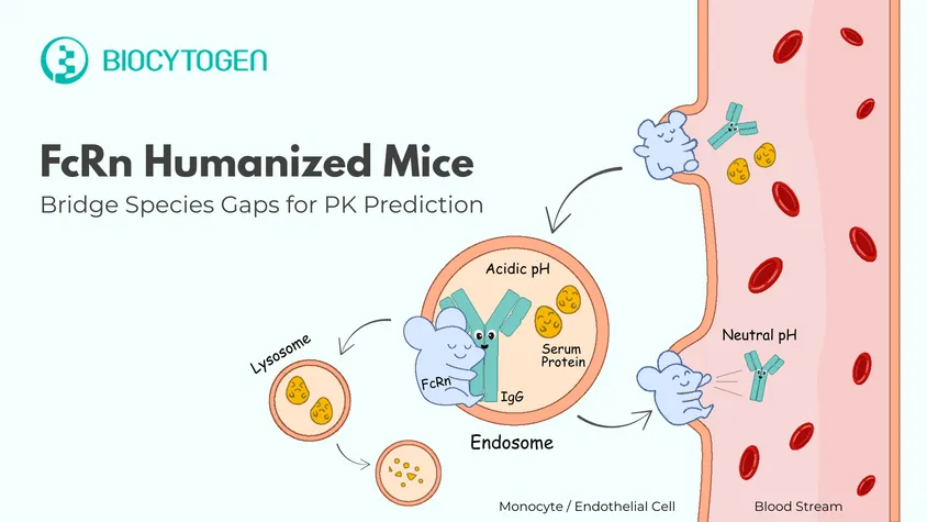 Bridging the Species Gap: How FcRn Humanization Improves Antibody PK Prediction
