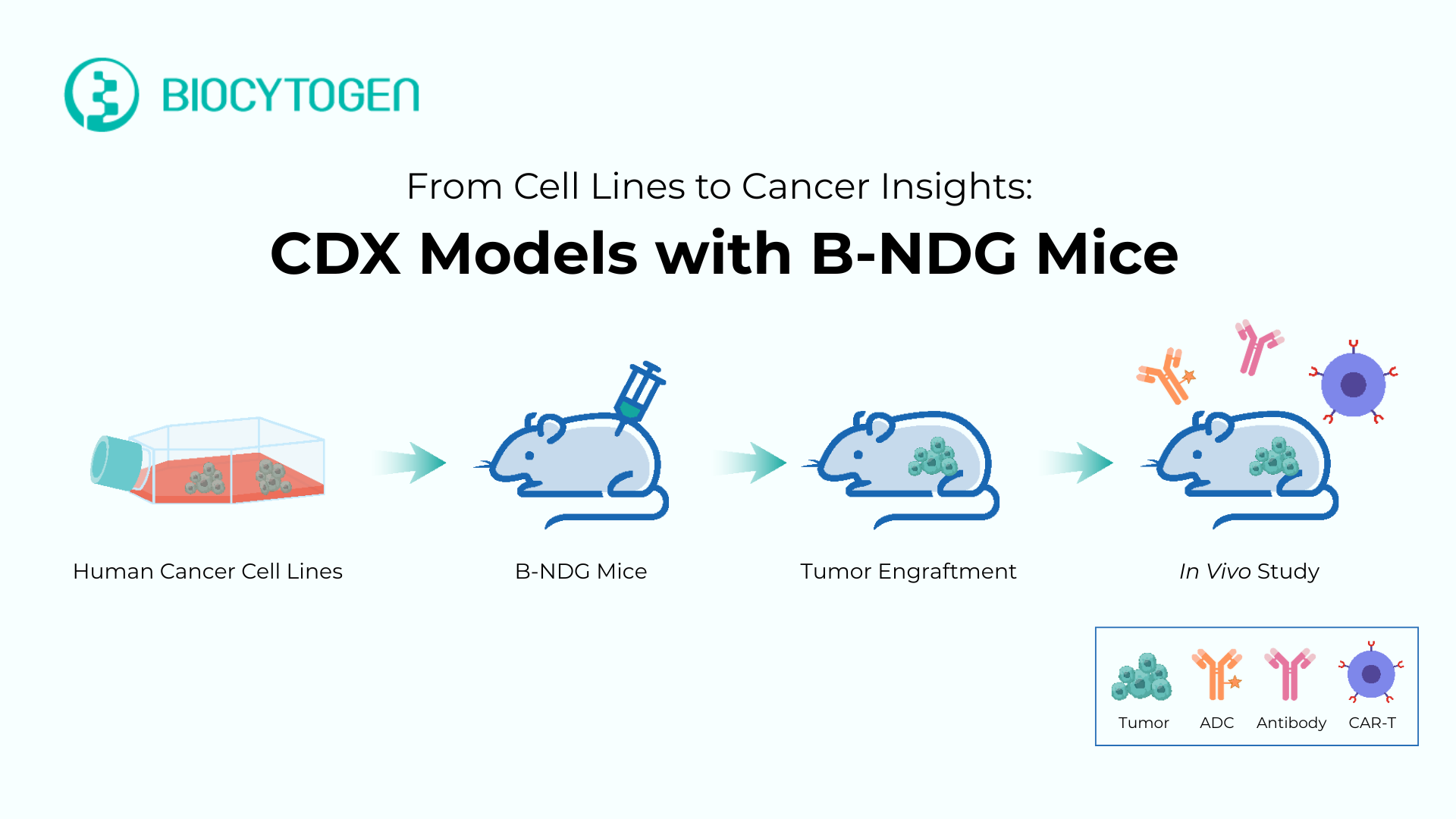 CDX Models: Your Essential Guide to Smarter Cancer Drug Development