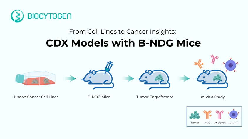 CDX Models: Your Essential Guide to Smarter Cancer Drug Development