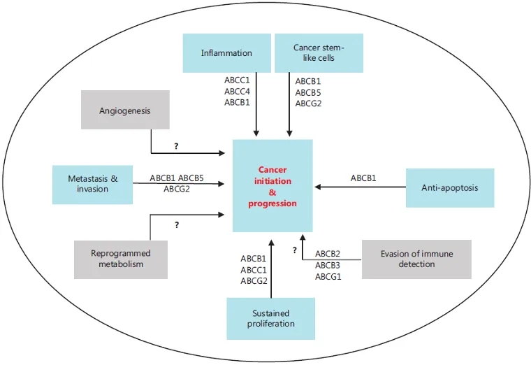 药效卡关？揭秘多药耐药背后的&ldquo;隐形操盘手&rdquo;&mdash;外排转运体