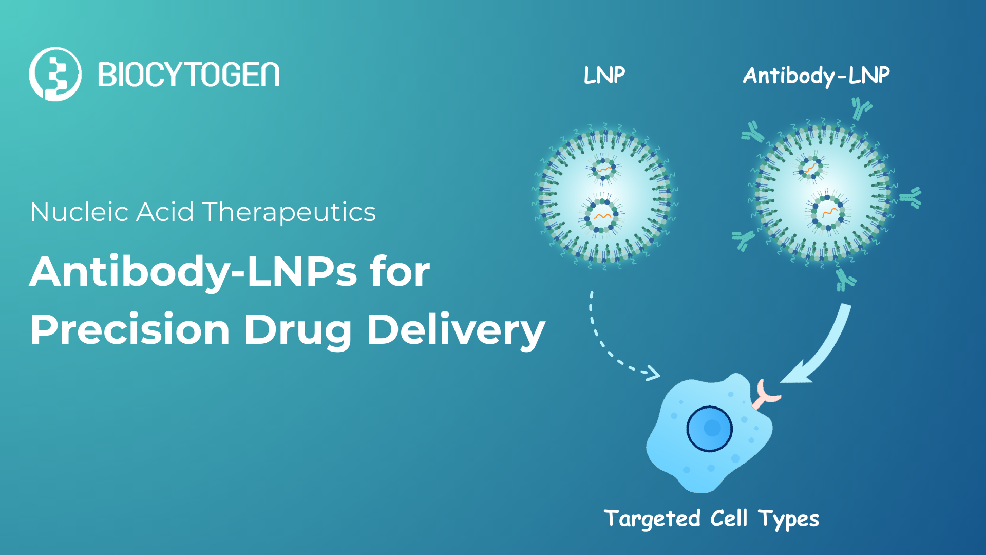 Antibody&ndash;Conjugated LNPs in the Spotlight: Precision Delivery for Nucleic Acid Therapeutics