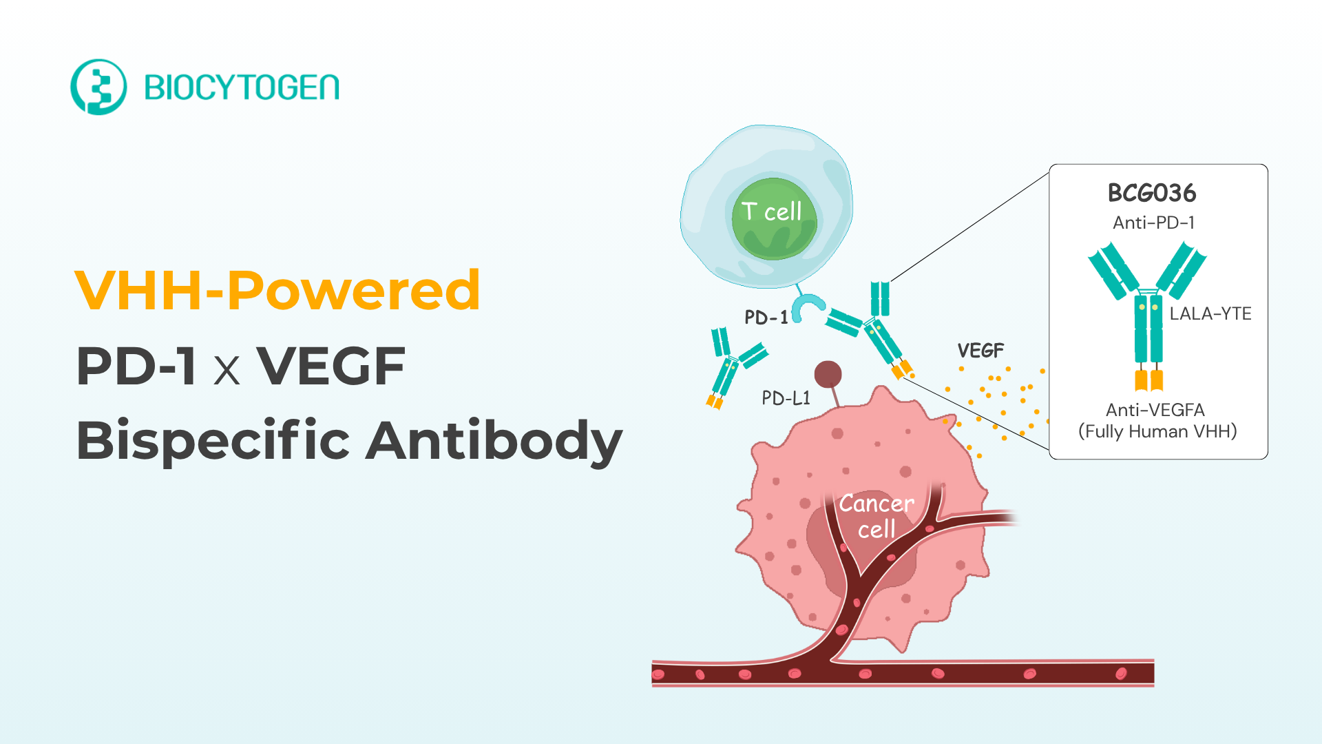 BCG036: Next-Gen PD-1/VEGF Bispecific Powered by VEGF VHH Antibody Design