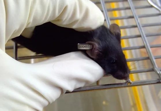 小鼠个体识别不再难！从经典染色到电子芯片，一文掌握所有标记技术