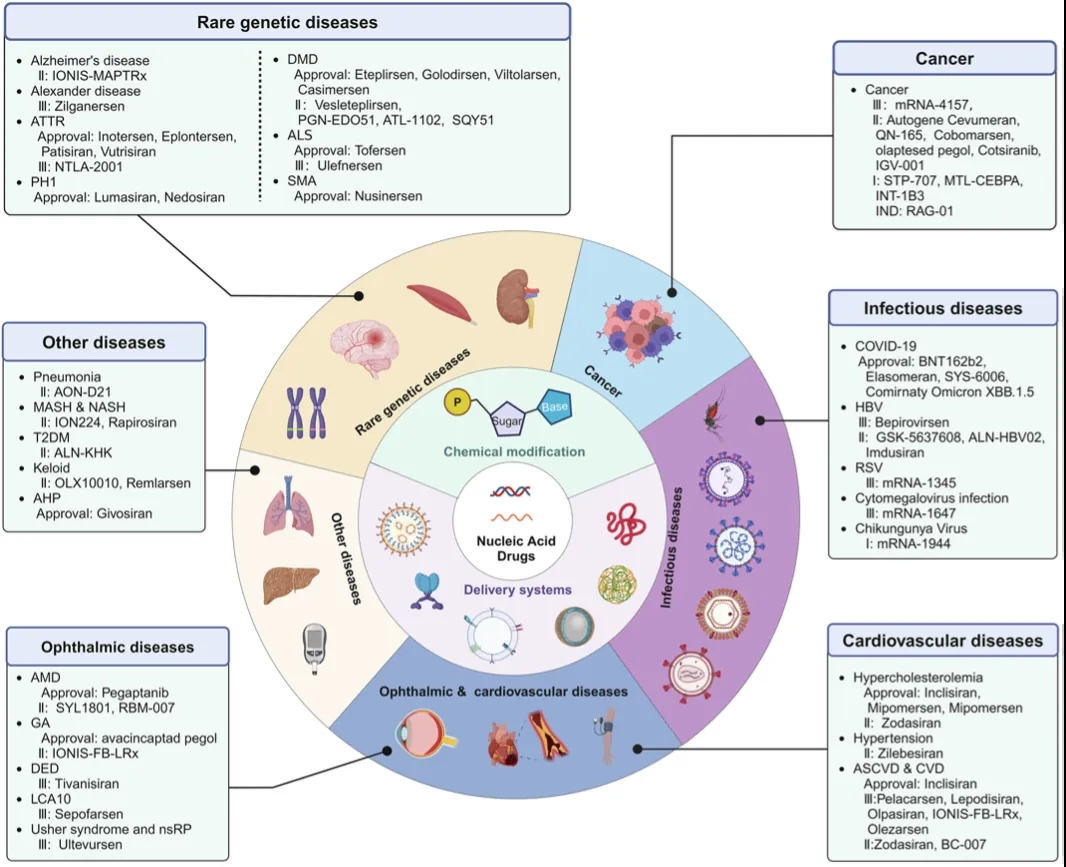 走出肝脏：小核酸药物的新战场