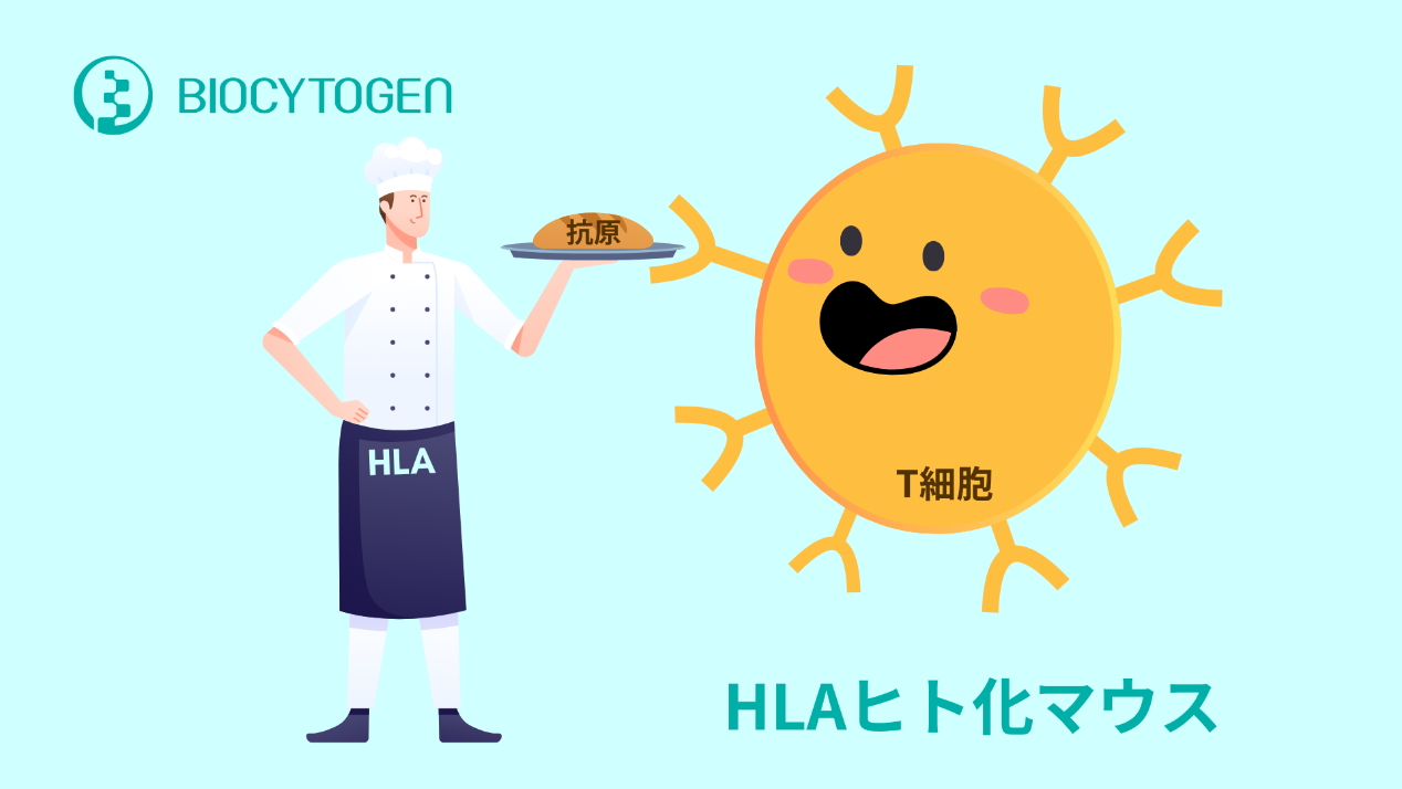 HLAヒト化マウスが前臨床研究と免疫療法にもたらす進展