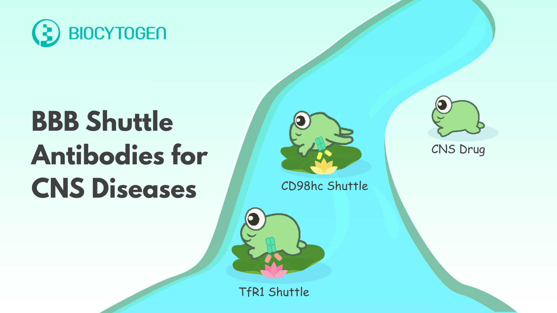 TfR1 & CD98 Fully Human BBB Shuttle Antibodies for CNS Diseases