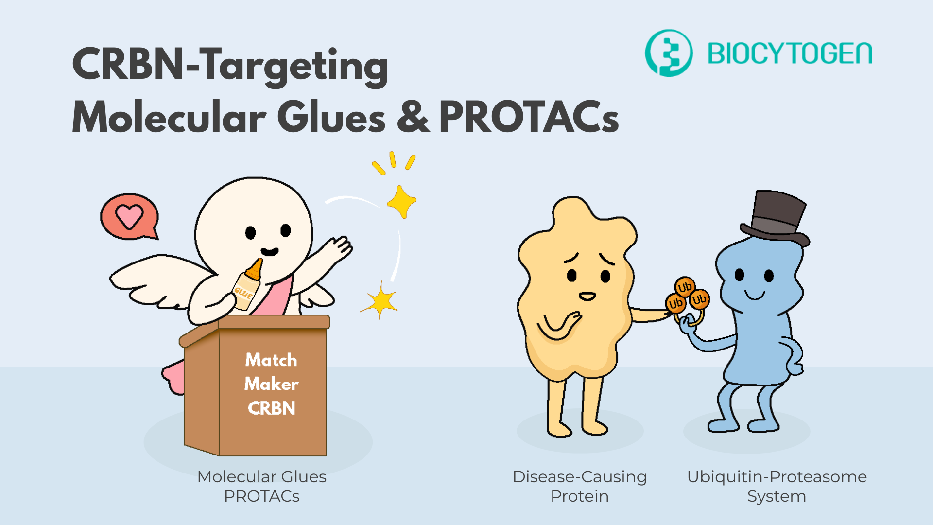 Molecular Glues & PROTACs Meet Their Match: Inside the Humanized CRBN Mouse Model
