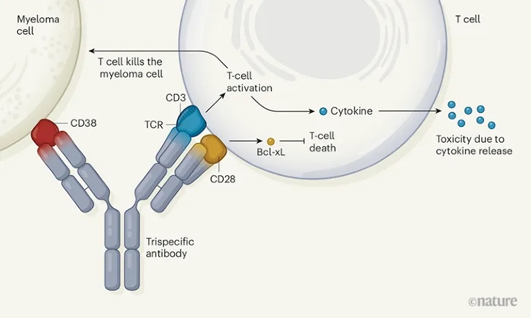 TCE 多特异疗法加速突破：人源化模型助力创新研发落地